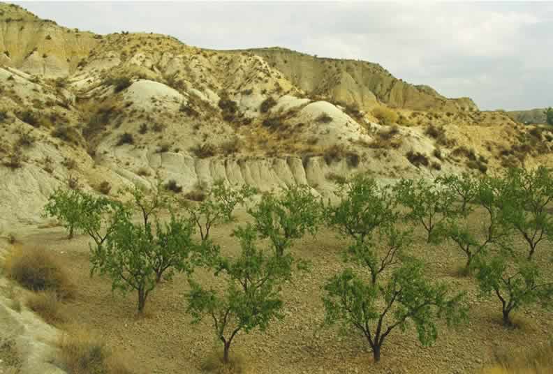 Muestra de arroyada difusa y plantaci&oacute;n de frutales en secano (T&ordm; de Albudette)