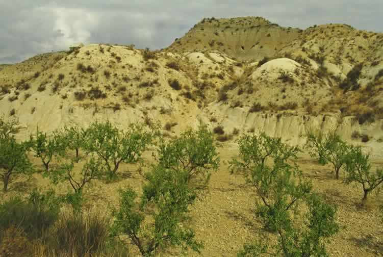 Muestra de arroyada difusa iniciando el proceso de c&aacute;rcavas (T&ordm; de Albudeite)