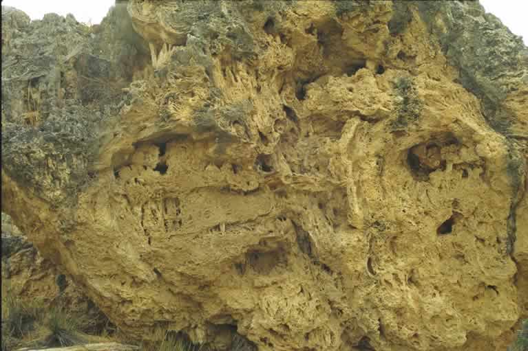 Detalle del bloque de tobas mostrando restos vegetales (R&iacute;o Mula)